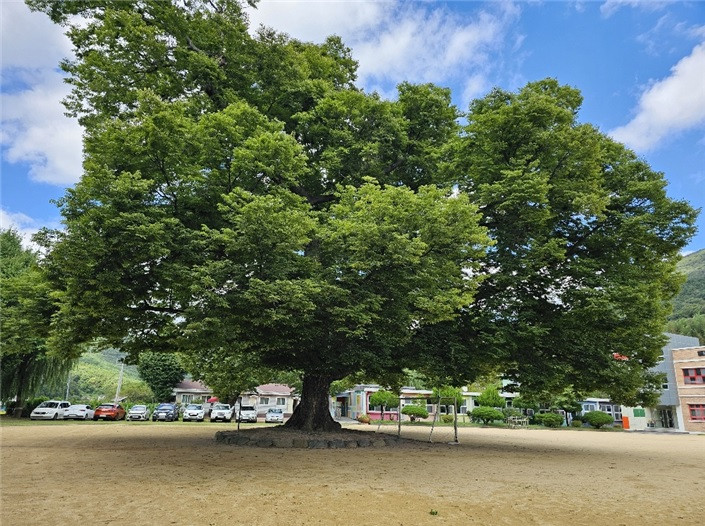 울산 울주군 소호분교 400살 느티나무, <em class='find'온라인카지노 주소</em 지정돼