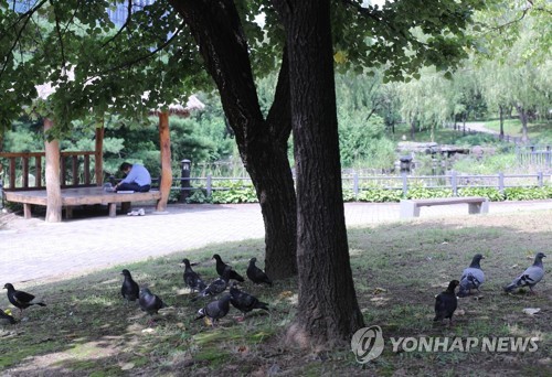 "광화문광장 비둘기 먹이 주지 마세요"…7월부터 과태료 최대 100만원