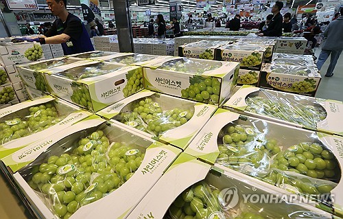 국산 샤인머스캣 호주로 수출한다…"캠벨, 거봉과 같은 검역 요건 적용 합의"