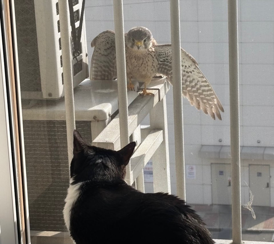 "어? 고양이다"…해외 온라인카지노 순위에 나타난 호기심 많은 아기 황조롱이 화제