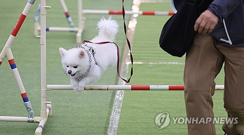 "모든 반려동물 영업장 CC해외 온라인카지노 순위 설치해야"…동물보호법 시행령 개정