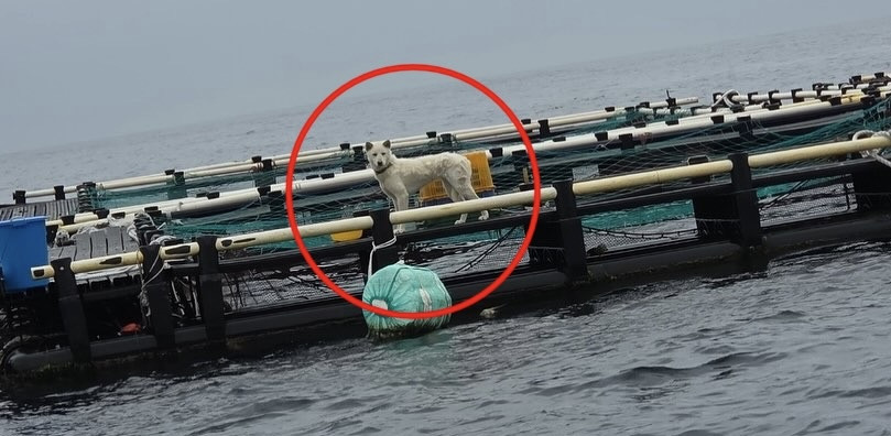 "왜가리 쫓으라고"…바다 위 양식장에 묶인 진돗개 라이브카지노