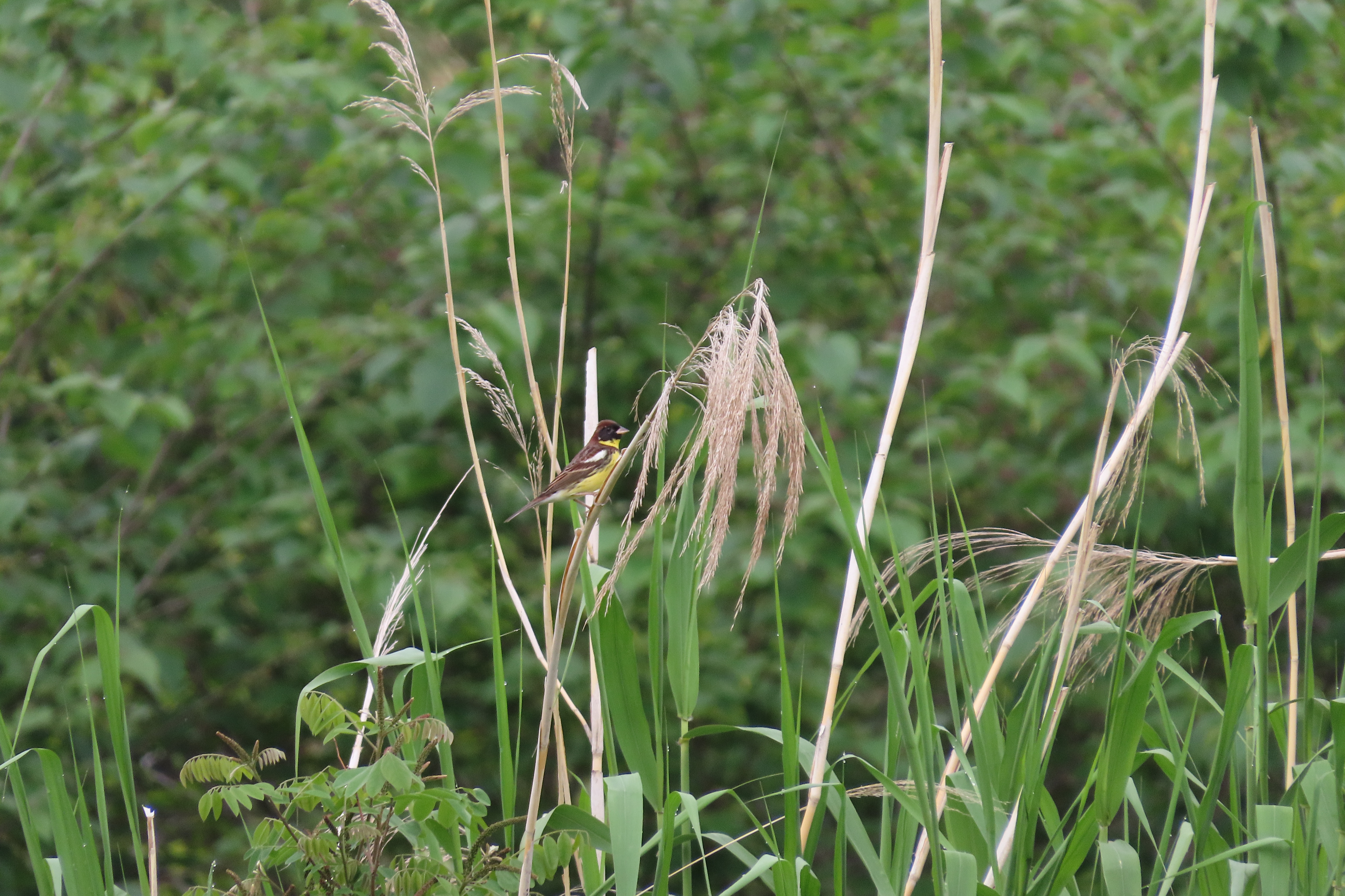 안전한온라인카지노종 '검은머리촉새'…울주 남창들 하천서 고등학생이 발견