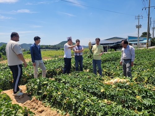 aT, 수급 불안 대비 <em class='find'무</em 7,500t 수매…10년 내 최대 규모