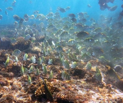 "바닷새 잡아먹는 외래종 <em class='find'쥐</em 퇴치했더니 산호초 생태계 회복"