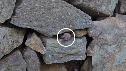 멸종위기 무산쇠족제비, 지리산 <em class='find'돌</em 틈 사이로 '쏙'…8년 만에 포착