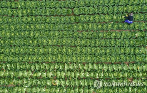정부, 배추 수급안정 총력…"생산 줄면 비축물량 하루 100∼250톤씩 방출"