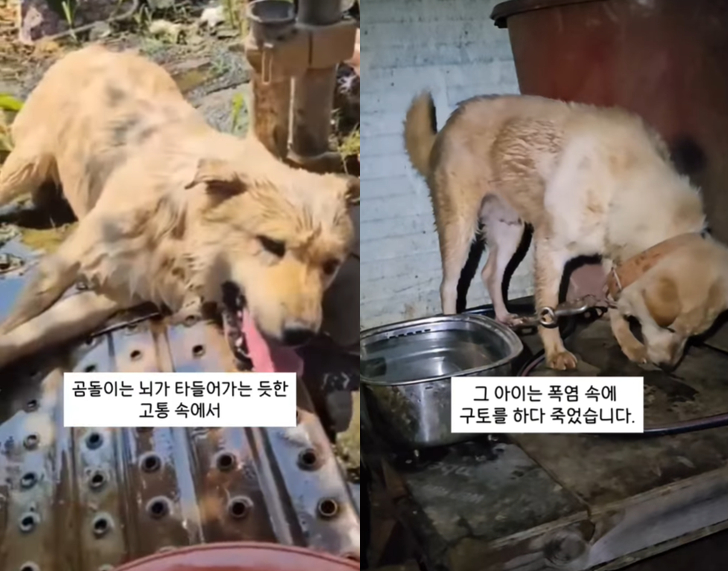 그늘 하나 없이 뜨거운 태양 아래 묶인 마당개들…1마리는 끝내 숨져