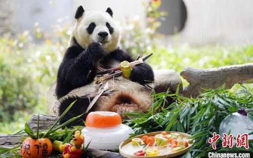 중국서 <em class='find'>푸바오</em> 5살 생일잔치…'죽순 콘' 맛봐