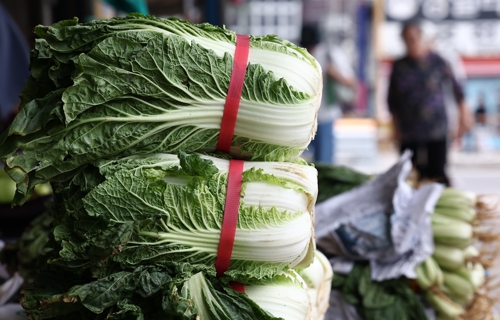 우리 카지노 한포기 7천원 돌파…오락가락 날씨에 한 달만에 1.5배로