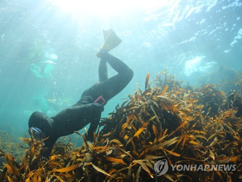 제주 해녀 잠수 시간 '인류 최장'…"수달·바다사자 버금가"