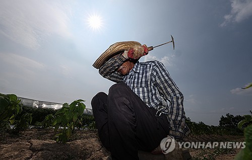 폭염 강도 밭  과수원  논…비닐하우스 최대 11.5도 높아