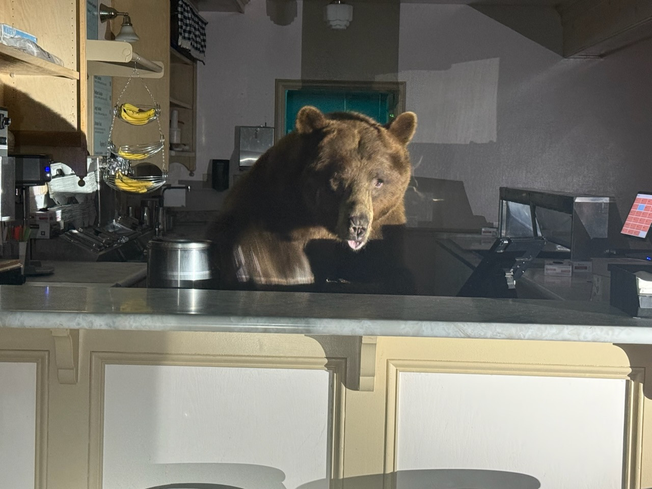 "딸기맛 있나요?"…미 아이스크림 가게에 불쑥 나타난 <em class='find'온라인카지노 검증</em