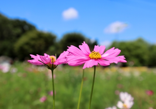 온라인카지노 운영이 오긴 올까?…9월도 더울 확률 최고 60%
