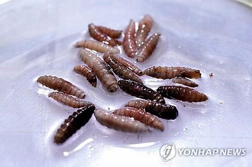 '살 파먹는 구더기' 나사벌레, 마이다스 온라인카지노 벳엔드 상륙…북미로 확산