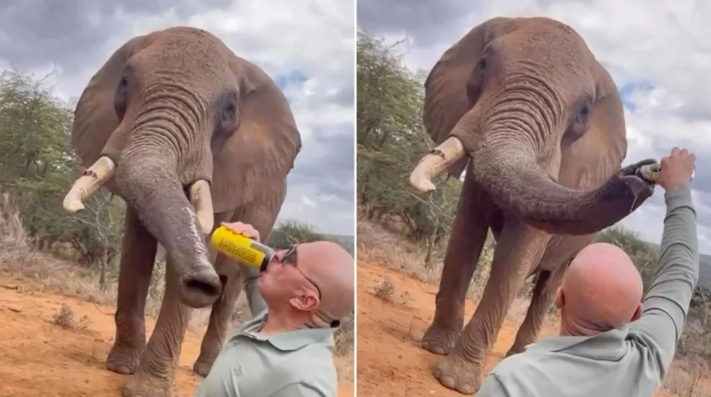 보호구역 내 코끼리 코에 맥주 콸콸…몰상식한 행동에 <em class='find'온라인카지노 온카판</em '분노'
