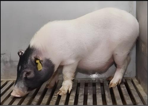 온라인카지노 처벌