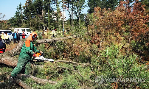 5년간 <em class='find'온라인카지노 알파벳</em 감염 <em class='find'나무</em 413만7,320그루…확산 추세