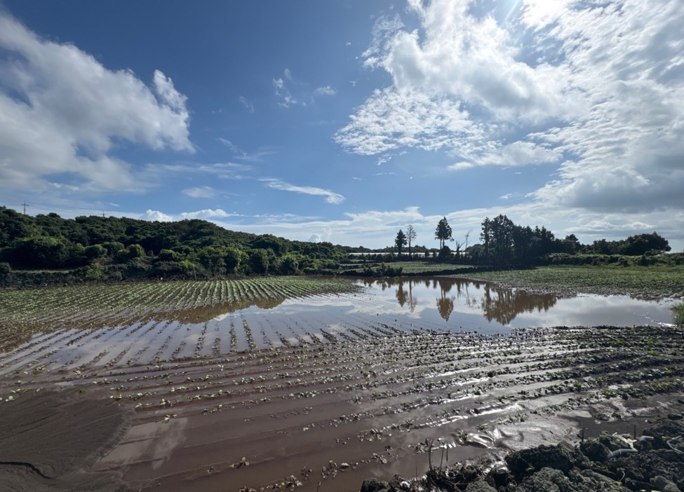 제주 집중호우에 농작물 온라인 카지노 불법·토양 유실 <em class='find'피해</em
