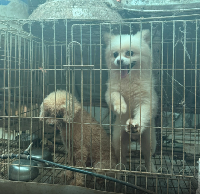 "연습용 인형처럼 사용"…미용 실습에 동원된 불법 번식장 개들