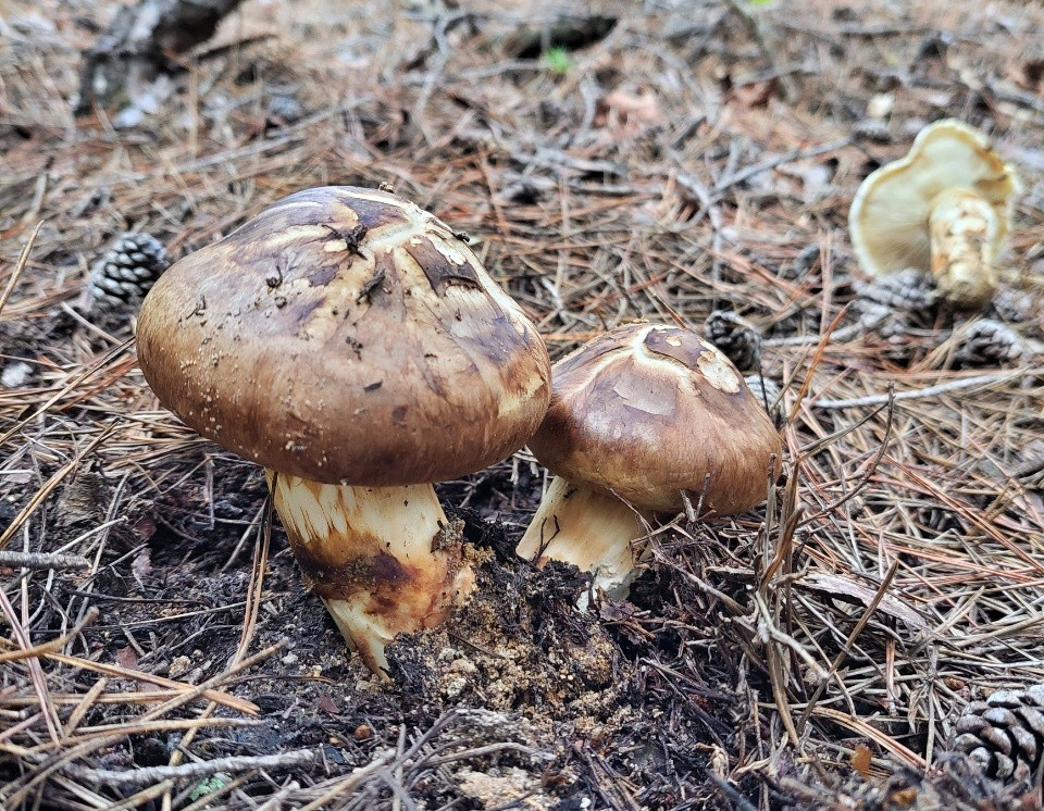 기후변화·대형산불 여파로 올해 송이버섯 생산 감소 전망