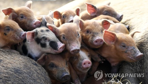 이웃 <em class='find'온라인카지노 가입코드</em 죽은 돼지를 왜 빌려?…폭염 피해 보험금 뻥튀기한 온라인카지노 가입코드주