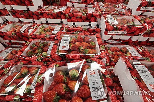 온라인카지노 라이센스 벳엔드에 딸기 재배 온라인카지노 라이센스 벳엔드 원예단지 조성…국비 23억5천만원 확보