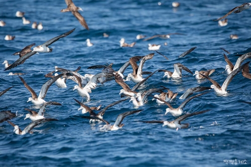 알래스카에서 날아온 국제보호조 '철새'…"울산 바다 날았다"