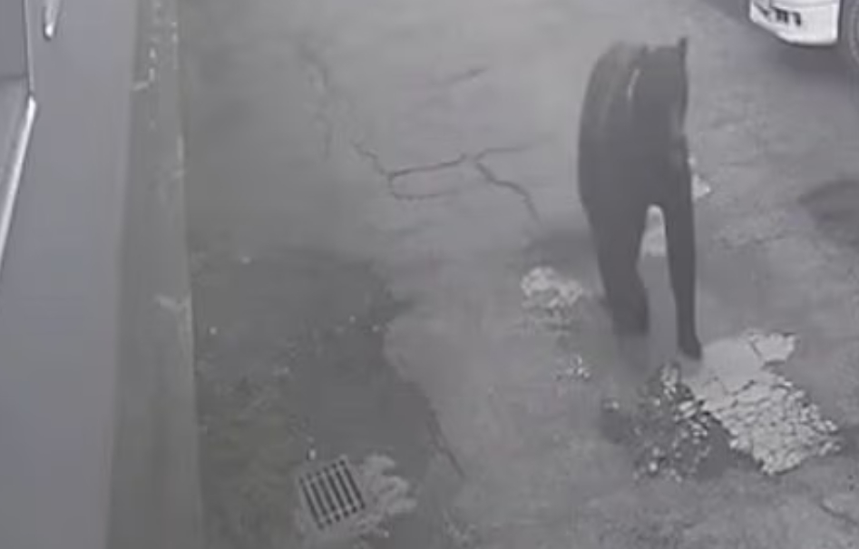 온라인카지노 먹튀 벳무브