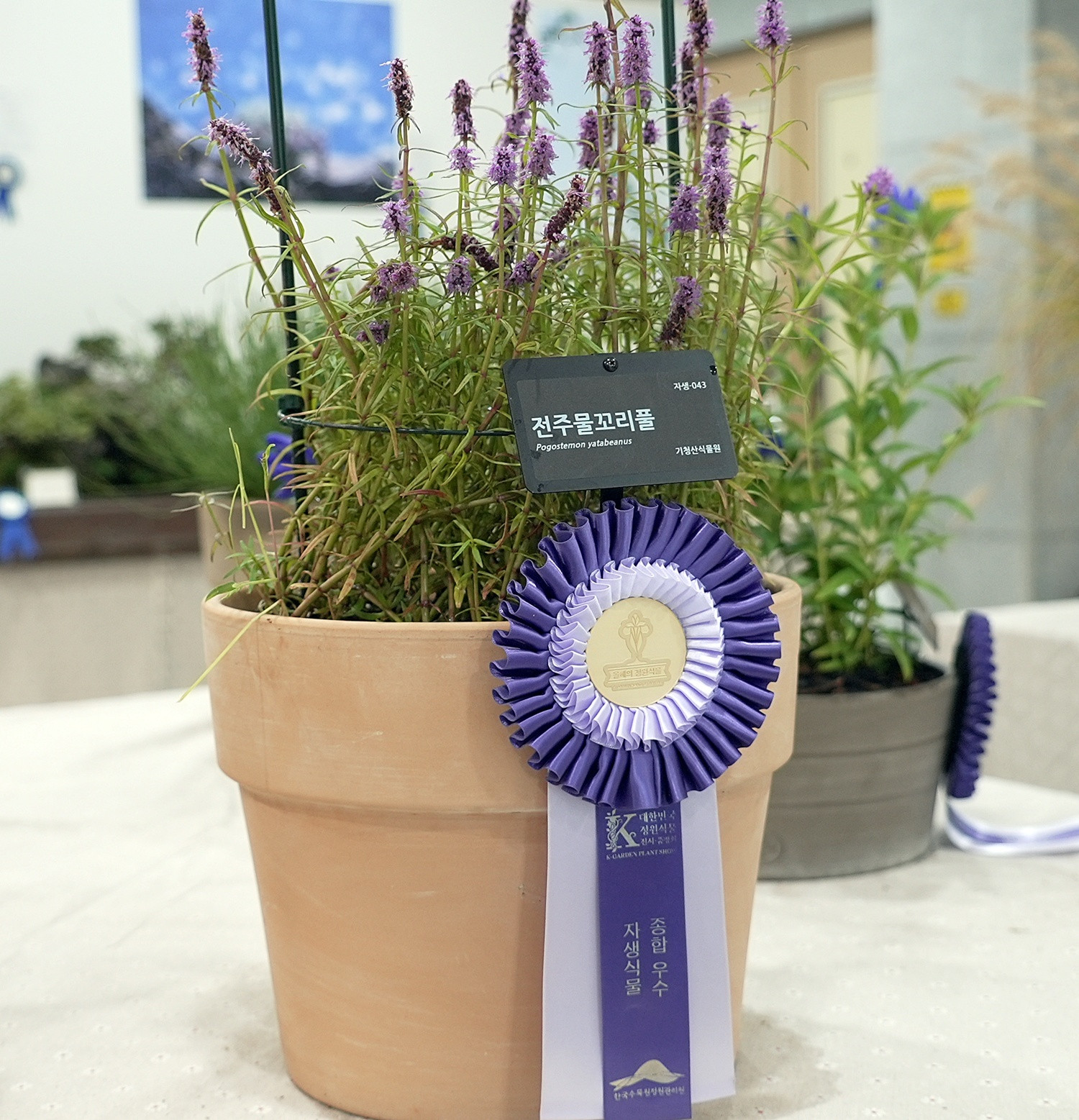 올해 자생식물 분야 최고 온라인카지노 라이센스 벳엔드은 '전주물꼬리풀'