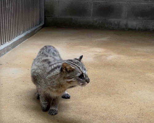 시력 잃은 삵·불법 밀수 과정서 구조된 <em class='find'마이다스 온라인카지노 유니88</em…우치동물원 새 가족 공개