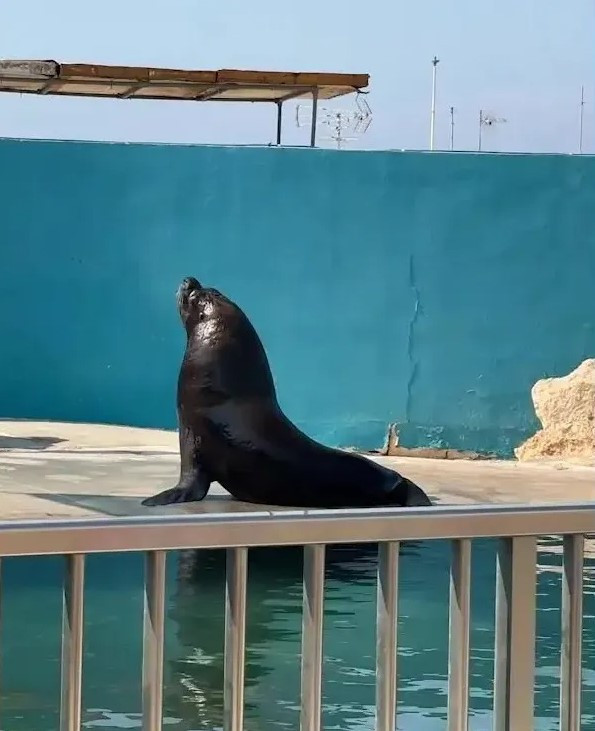 아내 있던 수조에 홀로 빙글빙글…2년째 슬픔 속에 사는 바다사자의 사연