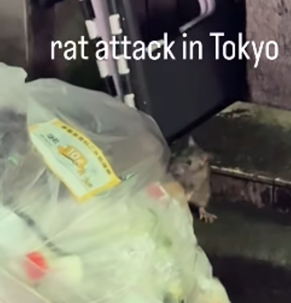 "'도쿄 갱스터'가 하루 망쳐"…쥐에게 물린 온라인 카지노 주소객, 발에 심한 상처