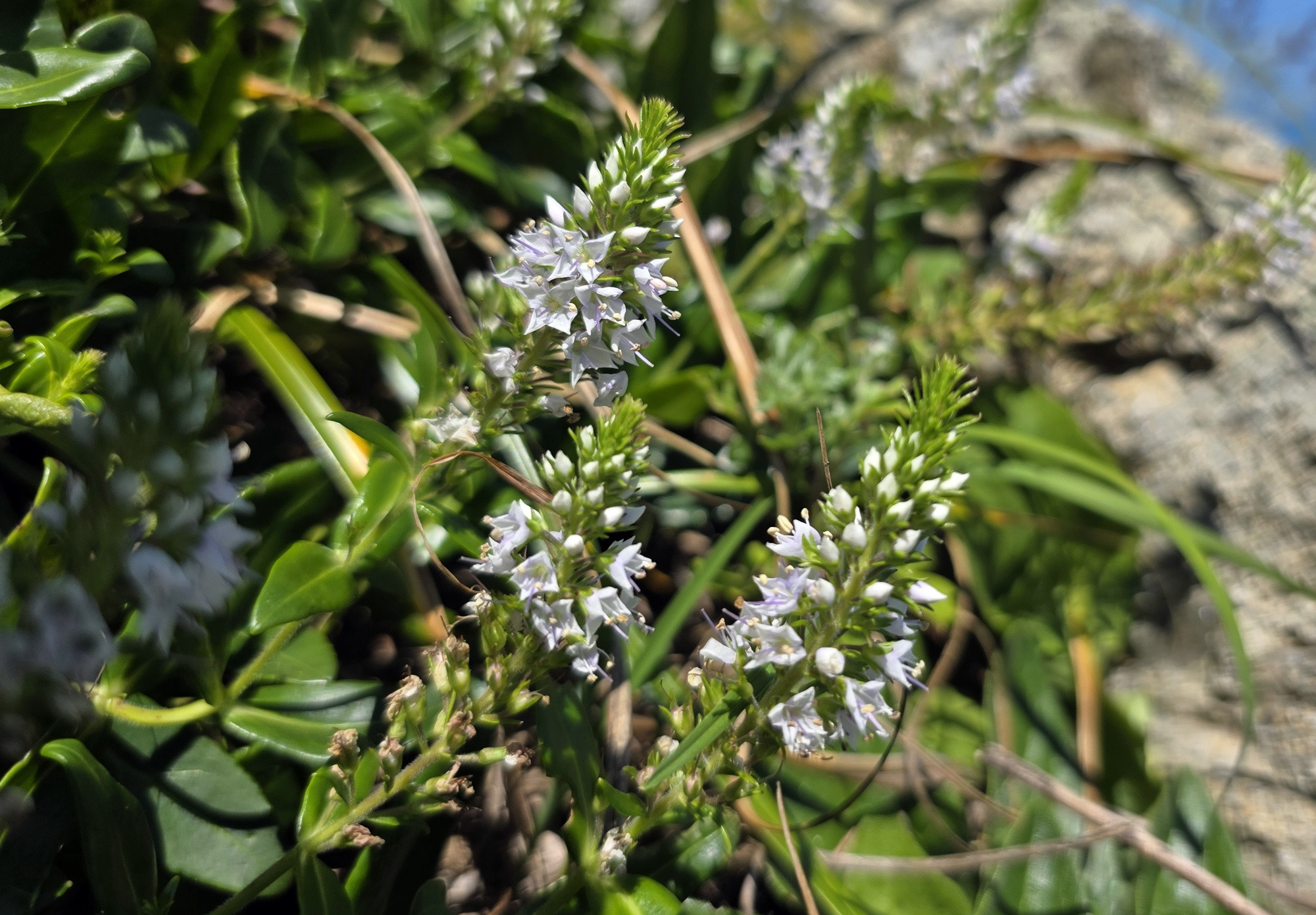 진도군 명도·병풍도서 희귀종 '갯꼬리풀' 새 자생지 발견