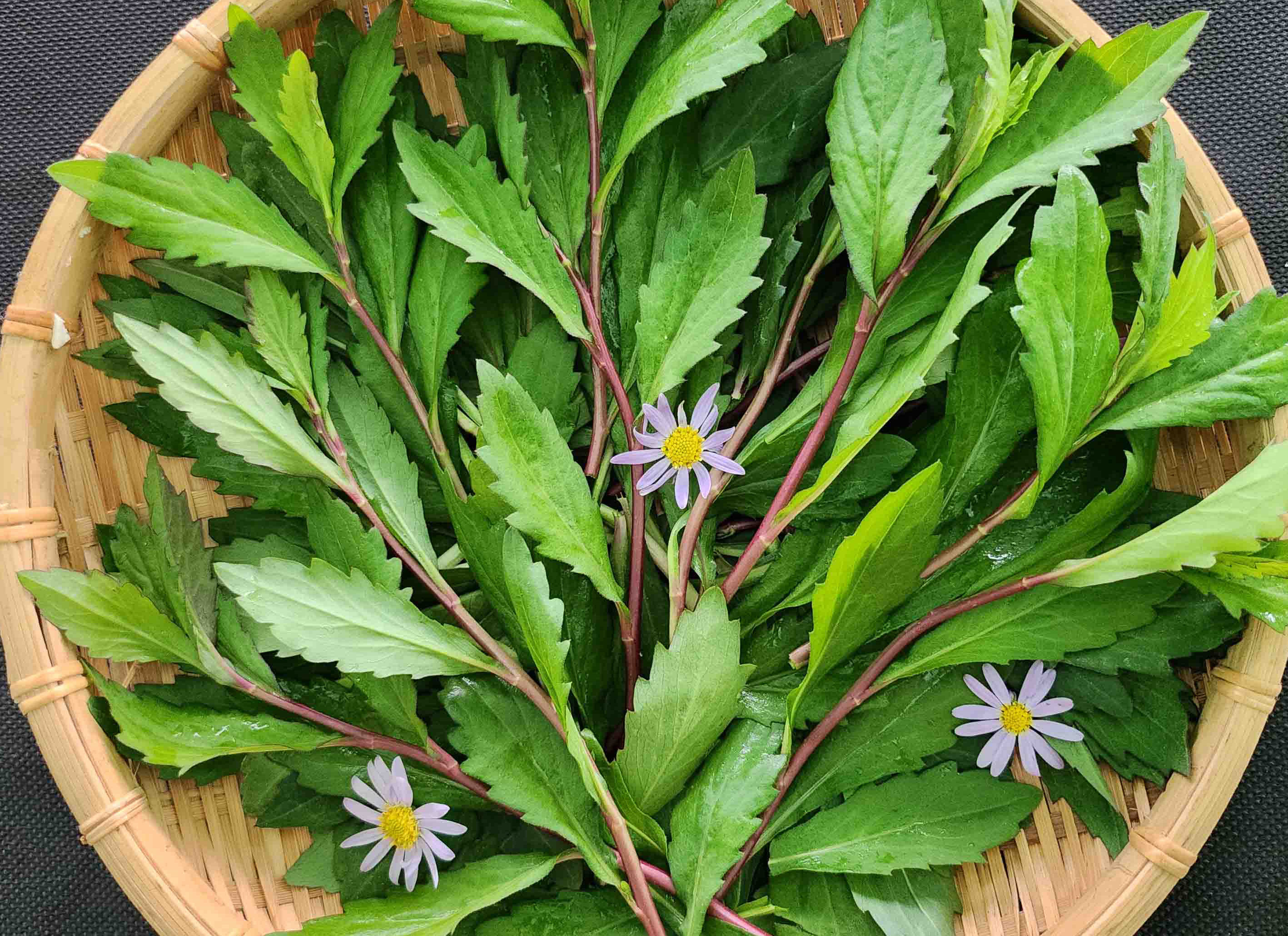 "루비채 들어보셨나요" 전남농기원, 국내 <em class='find'온라인카지노 경찰</em 쑥부쟁이 신품종 개발