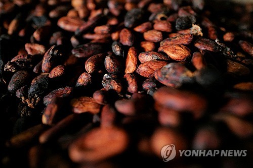 코코아 시세, 올해 50% 하락…초콜릿 가격 다시 내려가나