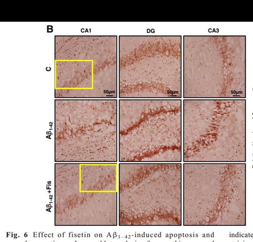 '대통령 표창' 받은 국내 알츠하이머 학자 논문 5편 철회
