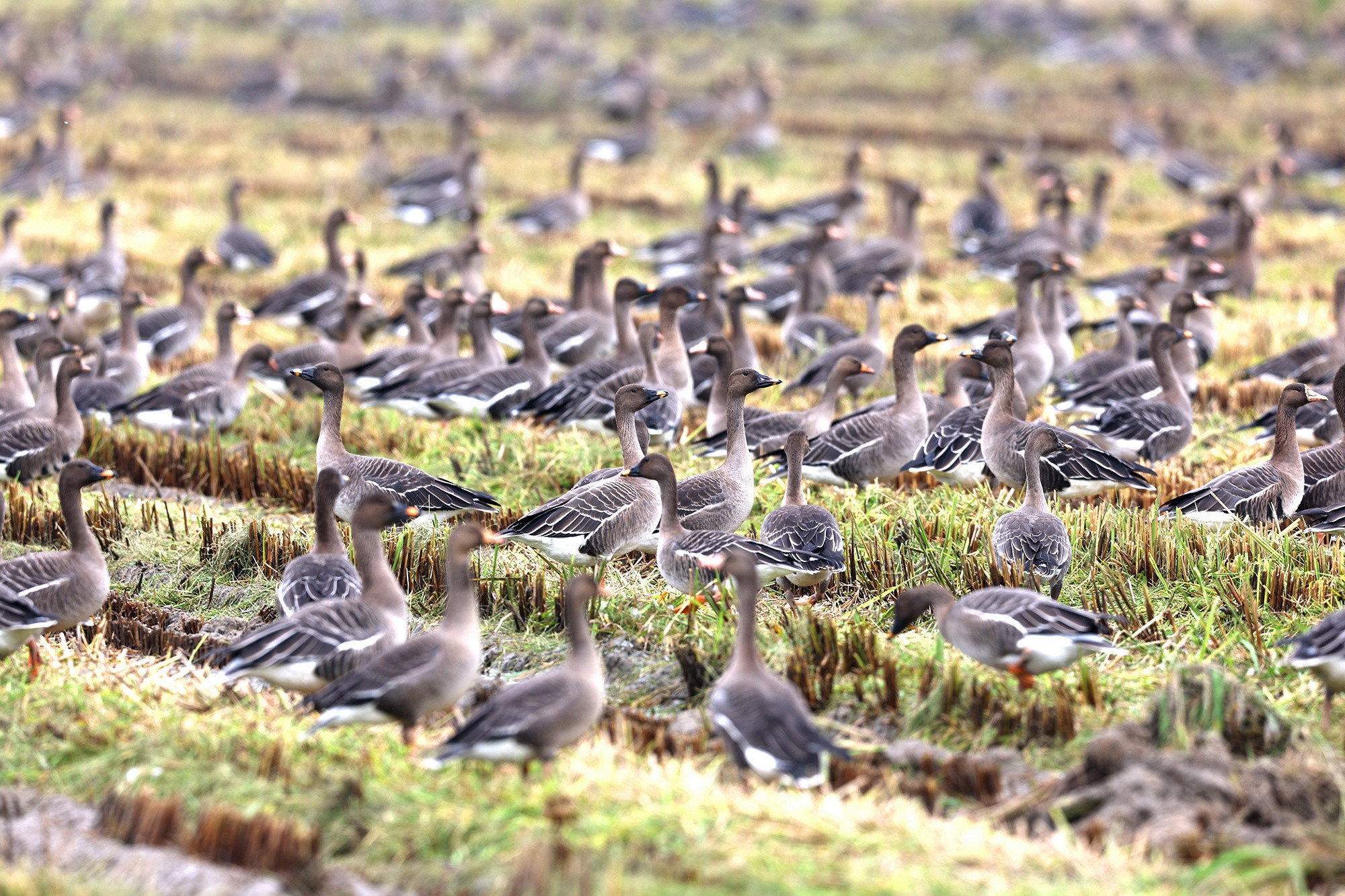 서산 천수만에 겨울 철새 도래…3만여마리 관찰