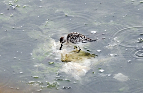 <em class='find'안전한온라인카지노</em 1급 '넓적부리도요'…"울산에서 쉬어가요"