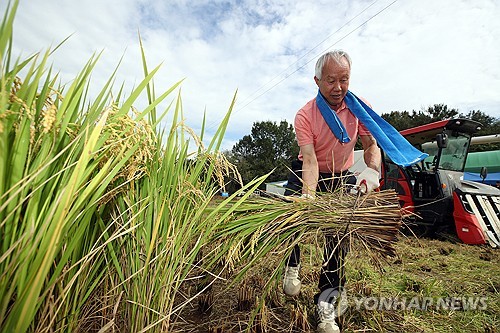 정부, 쌀 예상 초과량 중 10만t 시장 격리…"동향 면밀히 파악"
