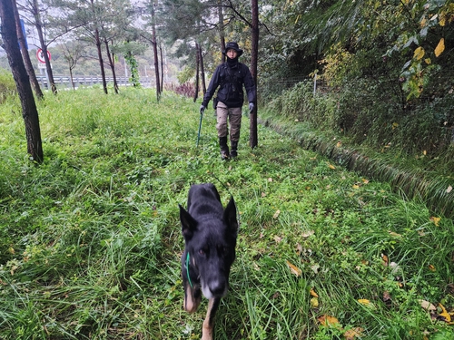 "찾았다, 멍멍!"…송이 따다 실종된 60대, 체취견 덕에 구조