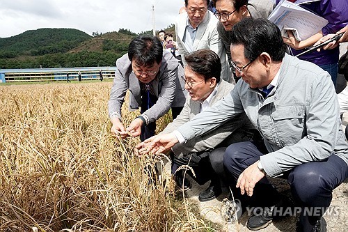 벼 깨씨무늬병, 농업재해로 인정…피해조사 실시