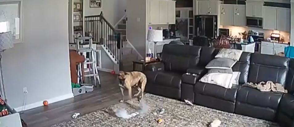 '장난감인가?' 반려견이 질겅질겅…배터리서 연기나더니 불길 활활