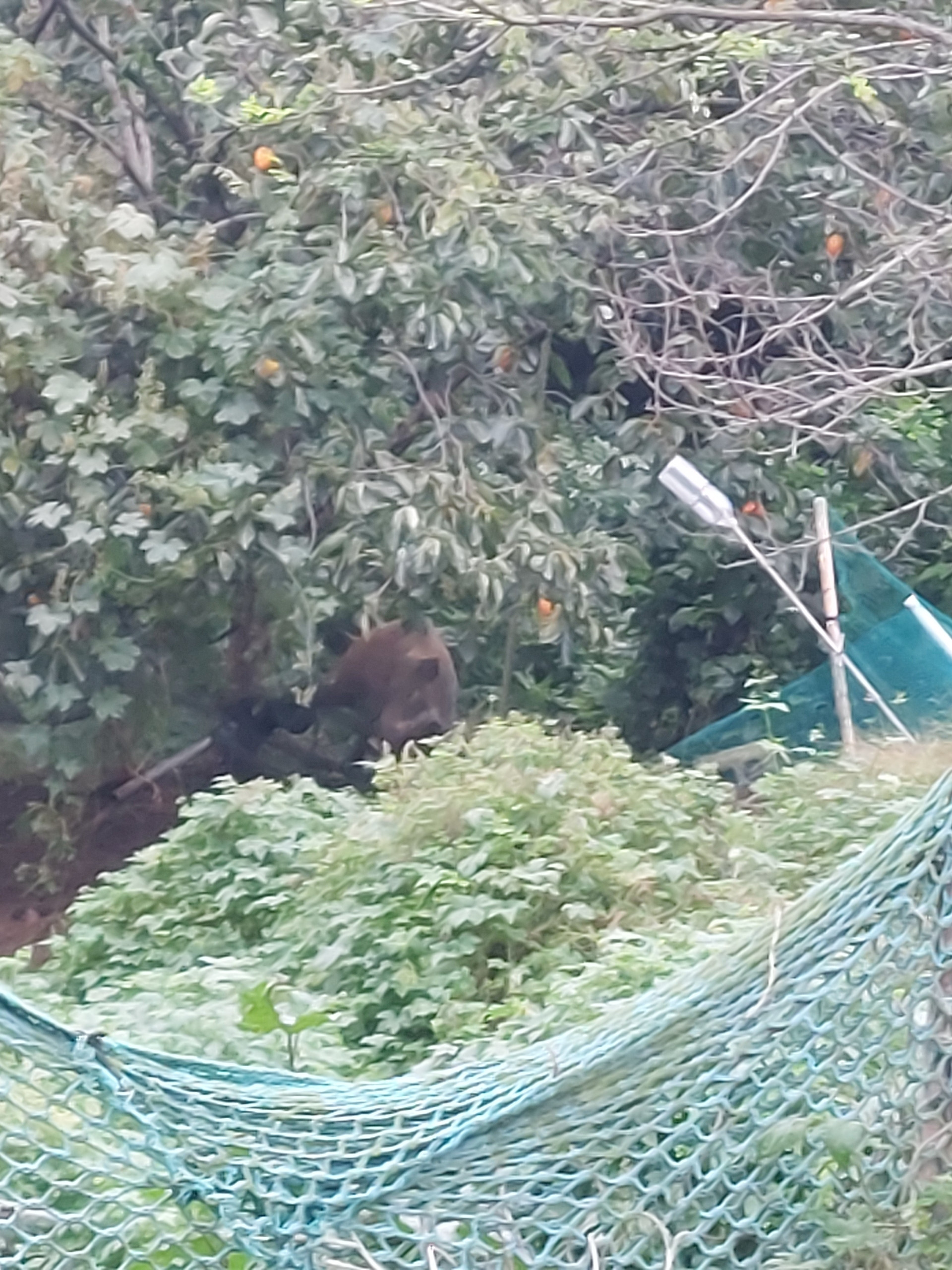 양산서 밭 그물에 온라인카지노 사이트 걸려…엽사가 사살