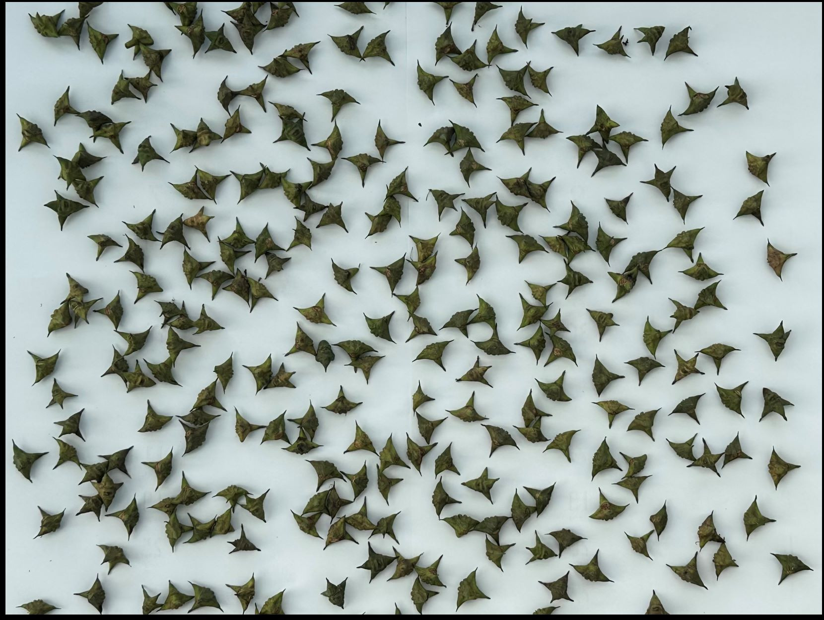 온라인카지노 알파벳