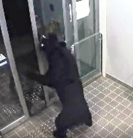 소방본부 침입하고 기차역 근처서 사람 공격…온라인카지노 순위 벳위즈서 하루에만 6명 곰 피해