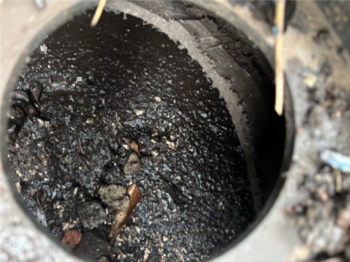 질병검사 없이 흑염소 불법도축 일당 검거…즙 만들어 10억 챙겨