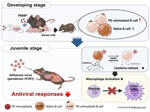 엄마가 먹은 <em class='find'온라인카지노 합법 벳무브</em, 모유로 아이에게 전달…면역체계 교란