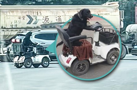 "잘못 봤나, 개가 운전하네"…스쿠터 모는 개 등장에 중국 운전자 '깜짝'