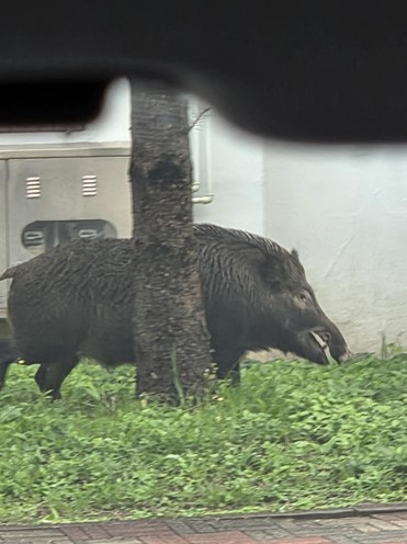 <em class='find'온라인카지노사이트</em 아파트 단지서 멧돼지 출몰…자취 감춰 포획 못해